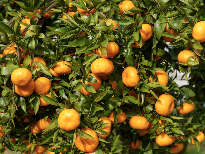 mandarino siciliano azienda agricola vespa
